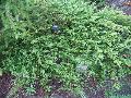 Buffalo Juniper / Juniperus sabina 